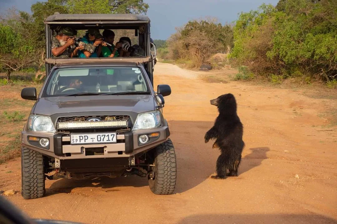 Sloth Bear at Yala